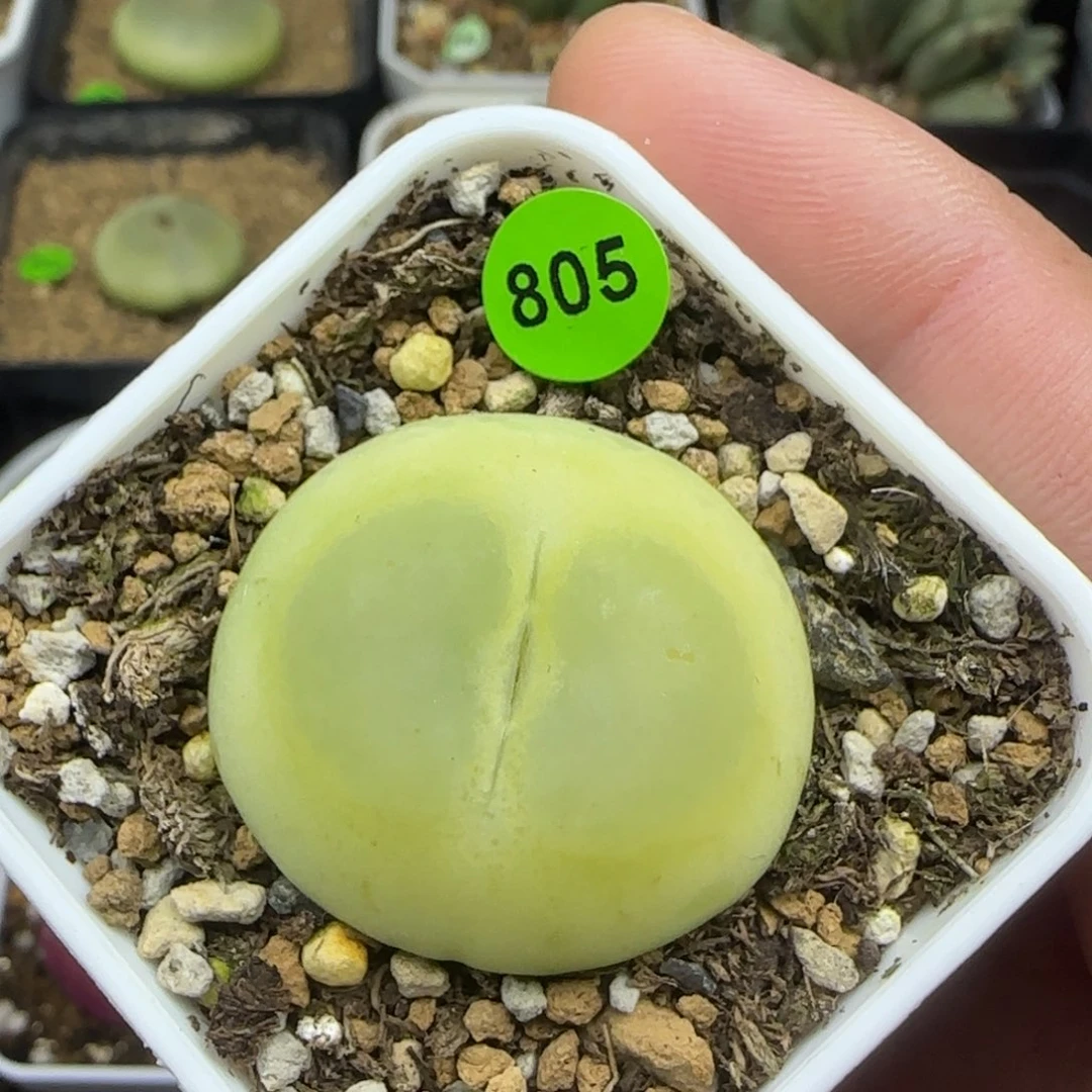 拉登3.1+多肉植物805