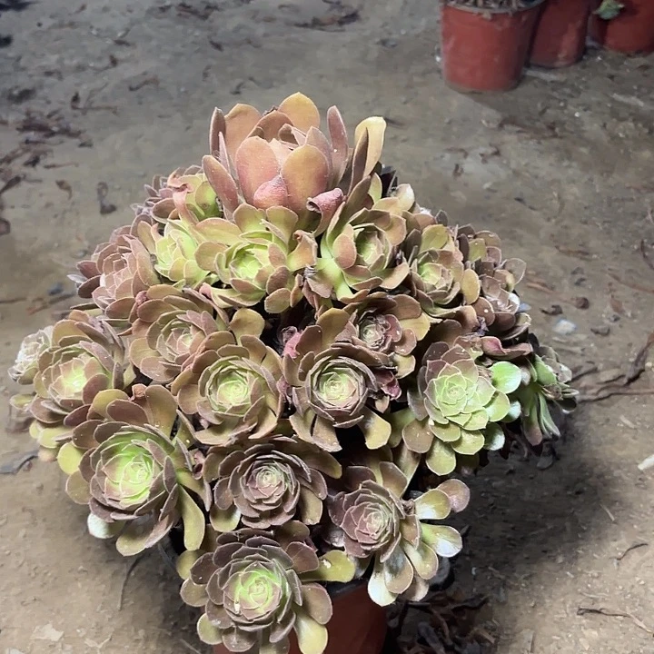 多肉植物法师黑魔27