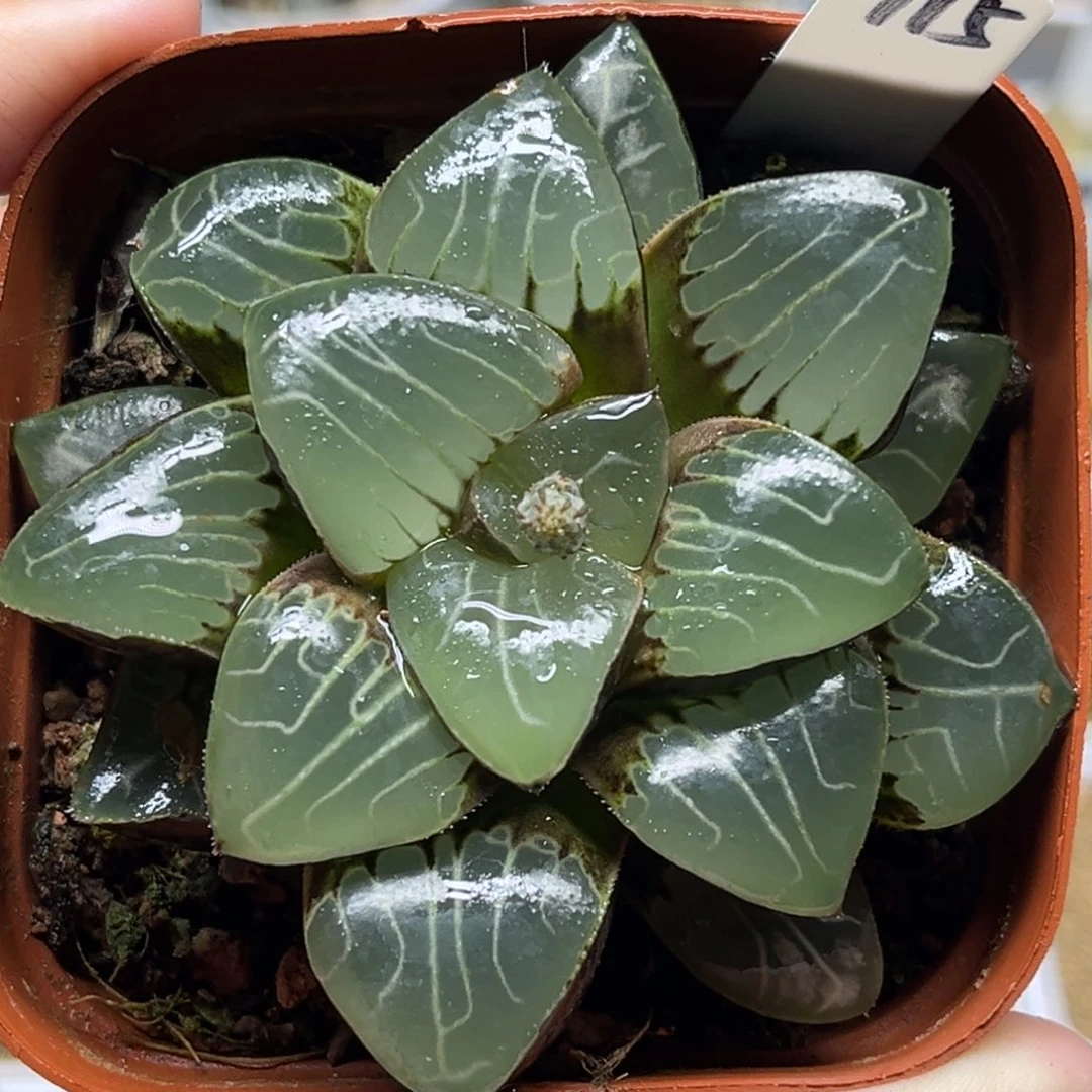 115天池克福利专场