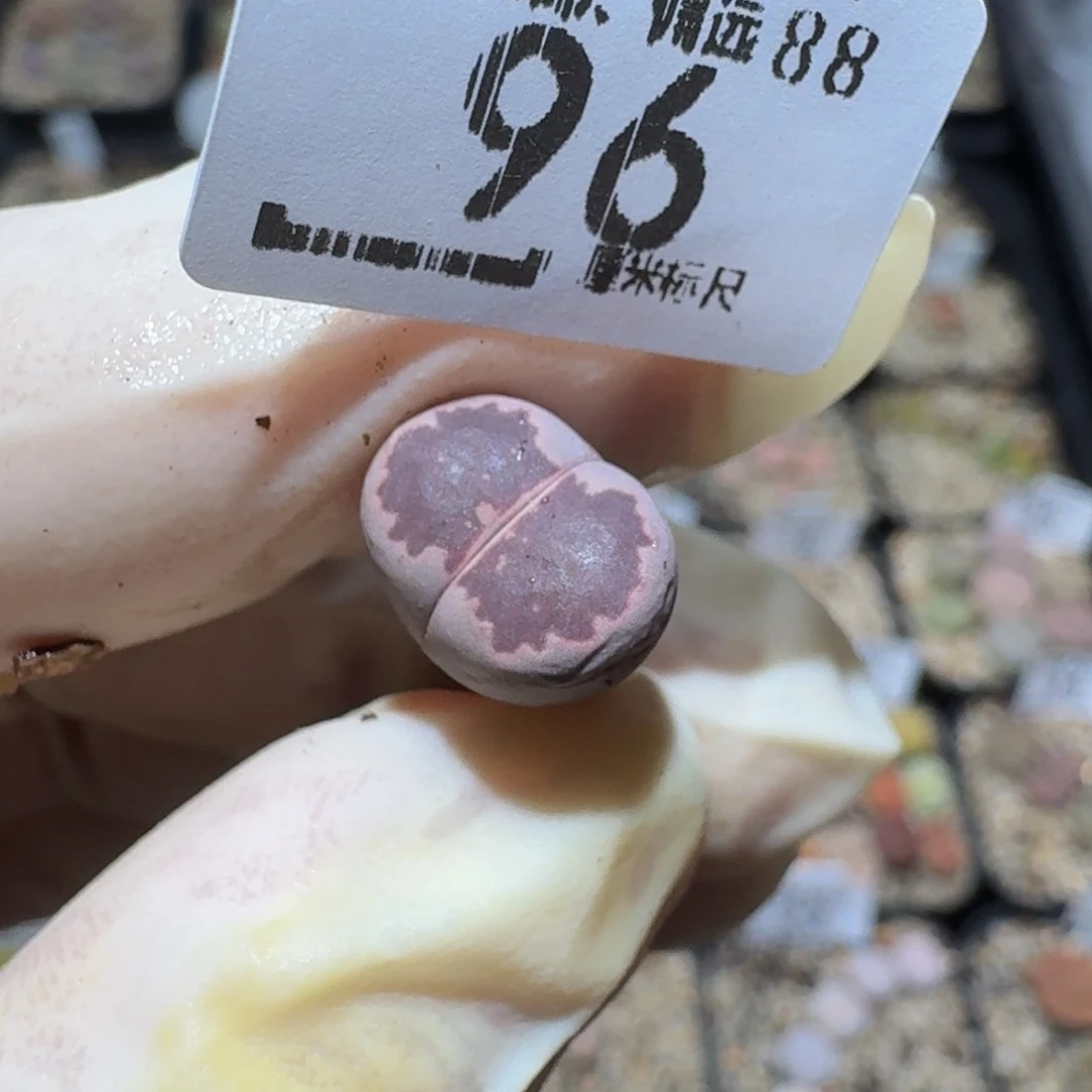 Zzzzz生石花肉锥96