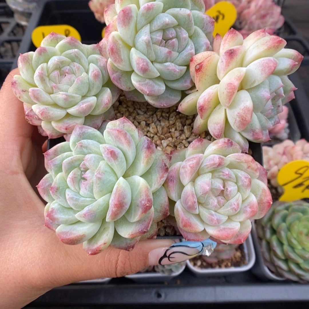 糖心珍妮群生333号