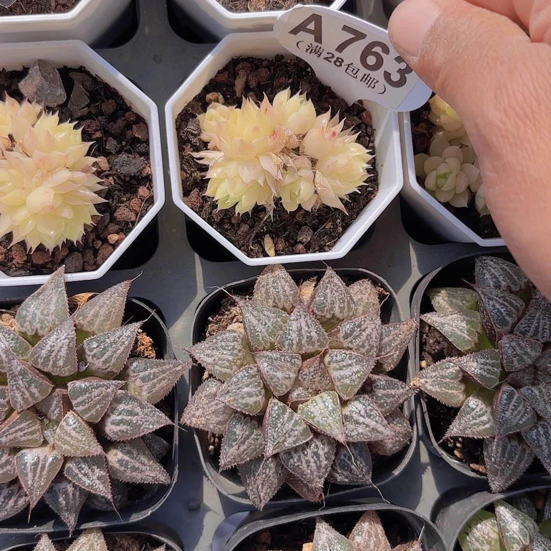 A763麦秆一物一拍I