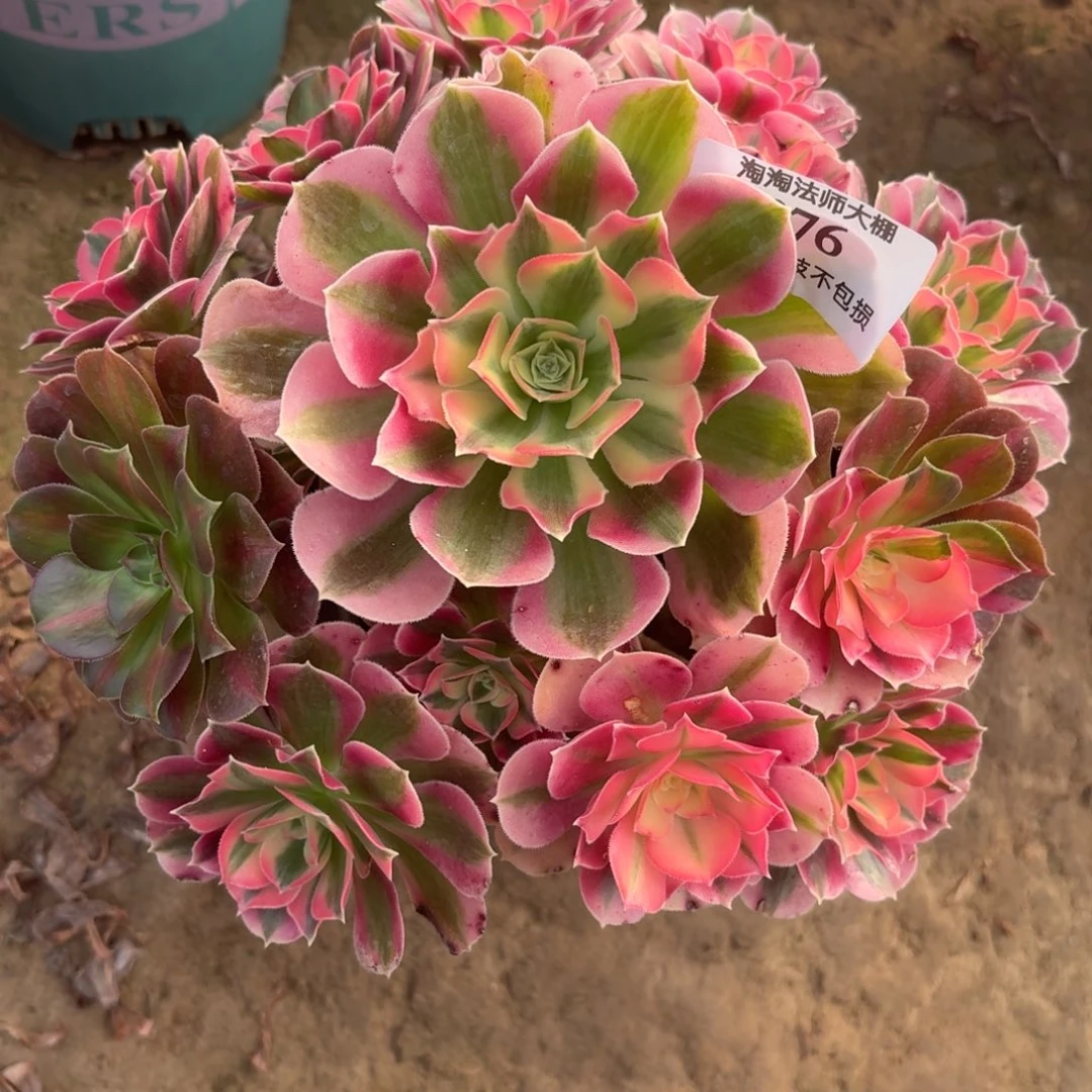 276粉女巫阴阳多肉植物法师