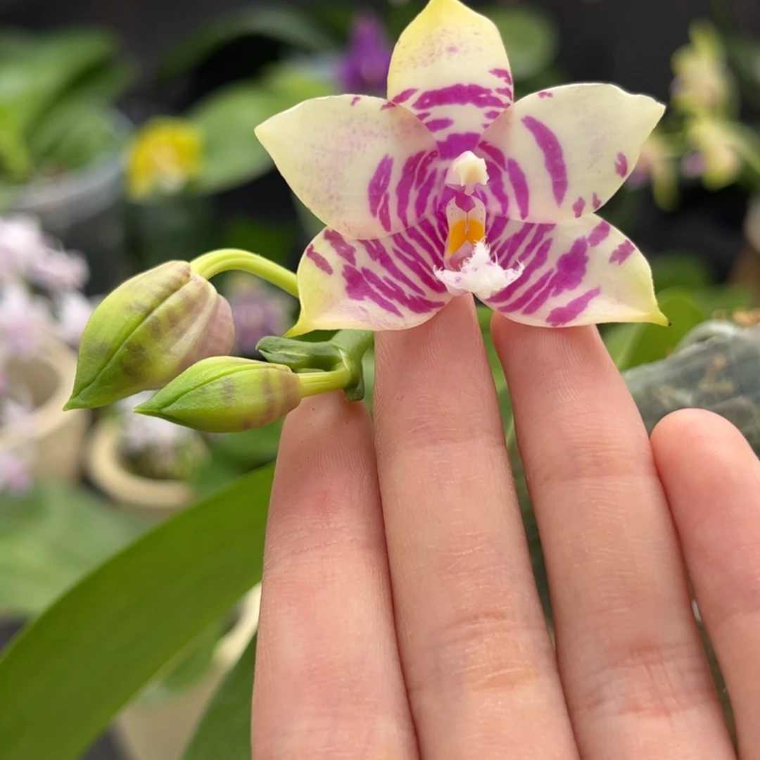 完全开放2.5寸盲盒开花株