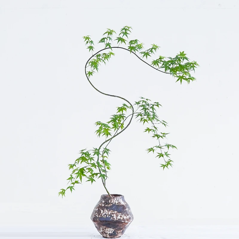 河道边 黄金流泉 日本红枫垂枝流泉枫室内阳台盆栽花园庭院地栽