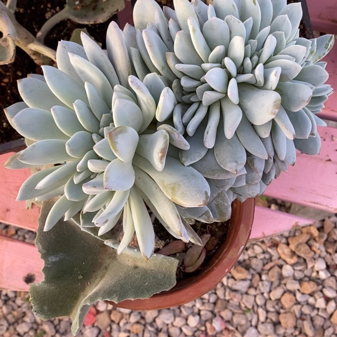 谁***小虎多肉一物一拍星影