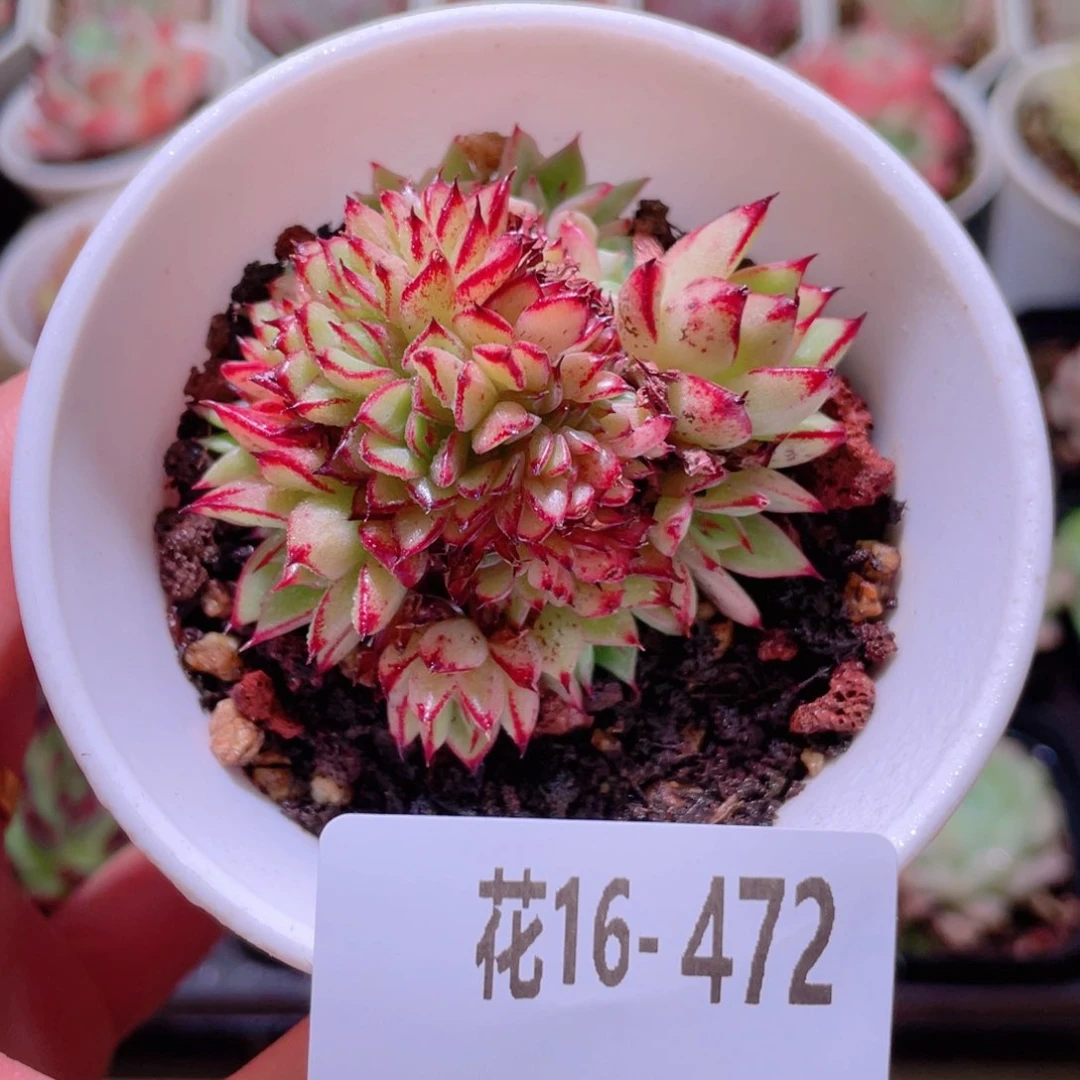 花利美16-472新品缀化