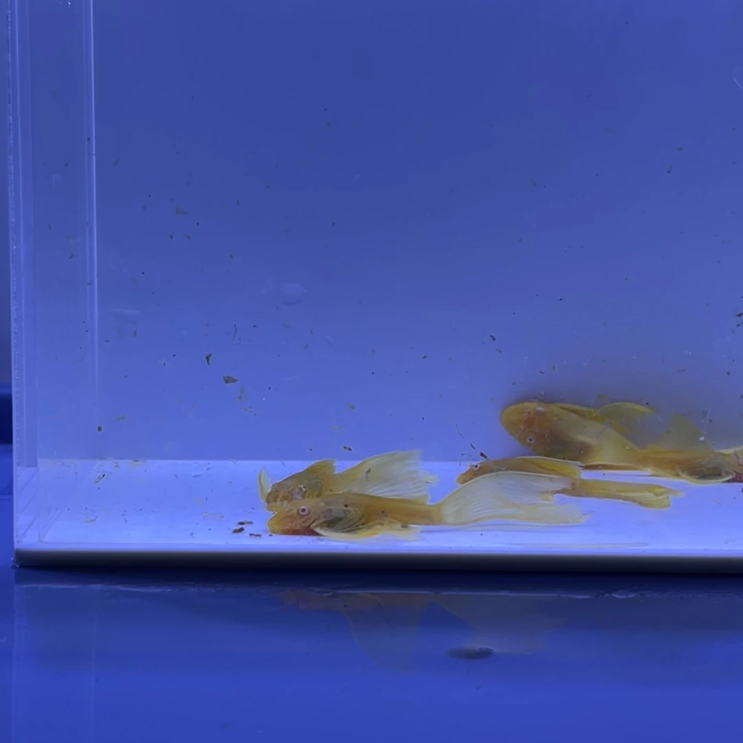 孔雀鱼大帆5条开箱视频报损
