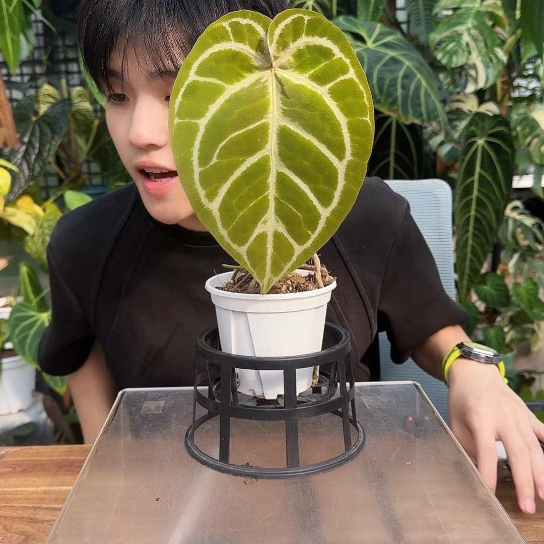 完全开放Z81极致铜锣烧杂skg银