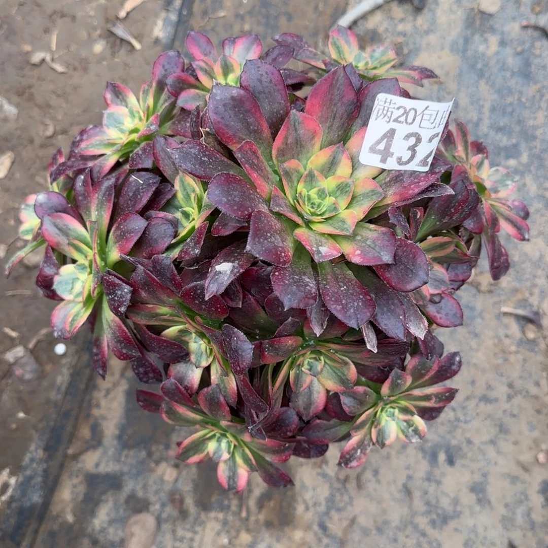 安娜432满20包邮断枝不包