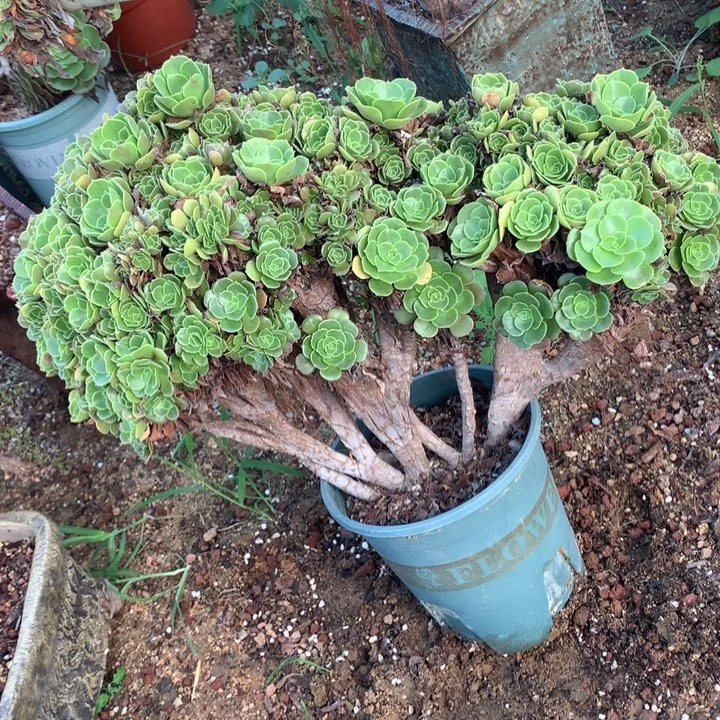 玫瑰朵朵脱土发货啊