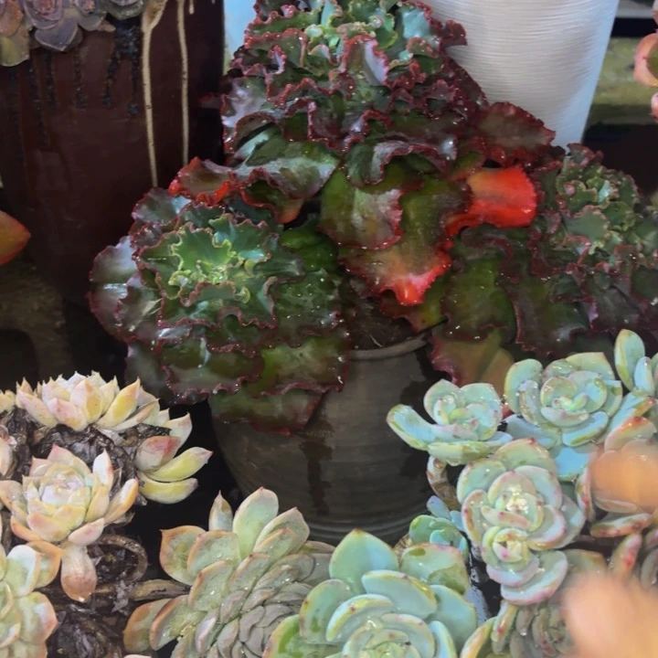 伊***人老桩精品肉肉紫婚纱