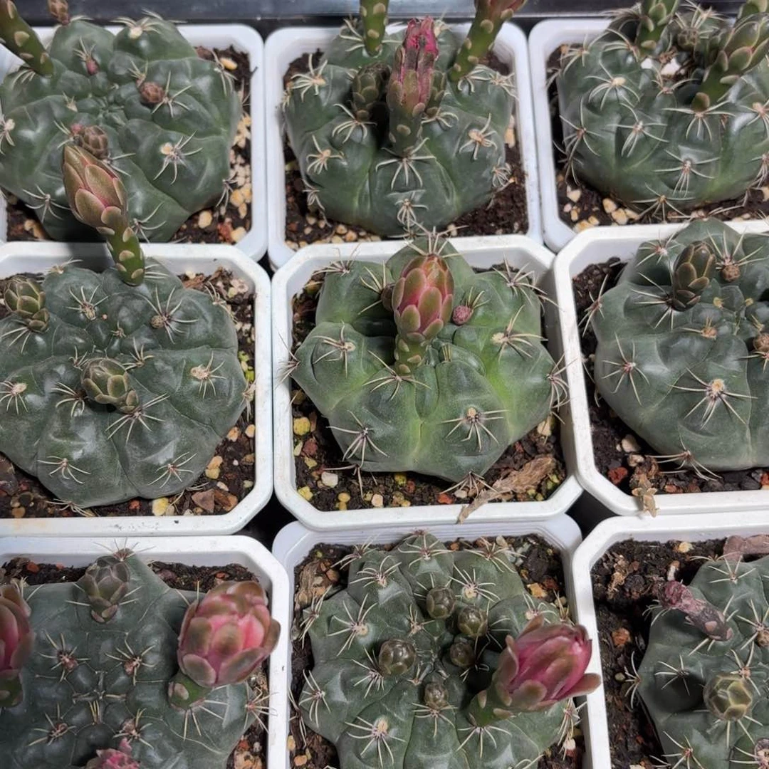 绯花玉仙人球9㎝盆