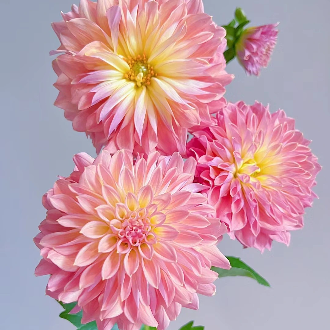 【蛙鱼】进口大丽花种球花卉送肥料