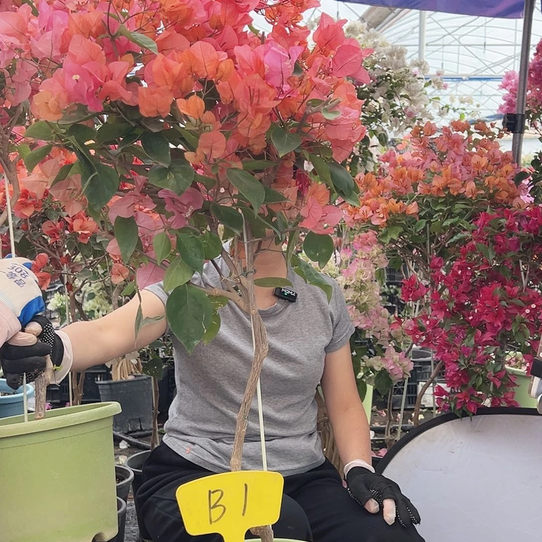 迦***境大部分花苞少量开放B1波妹