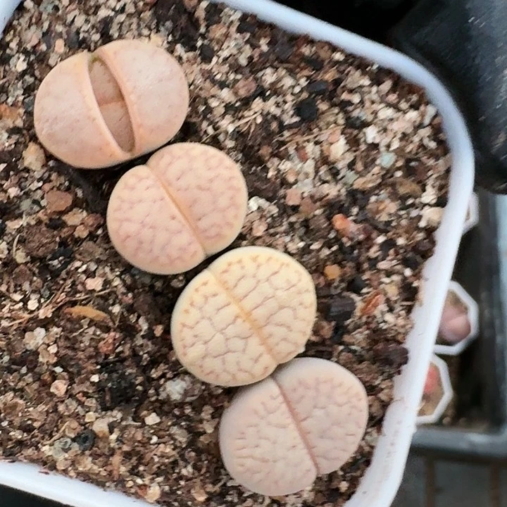 生石花1111。     33