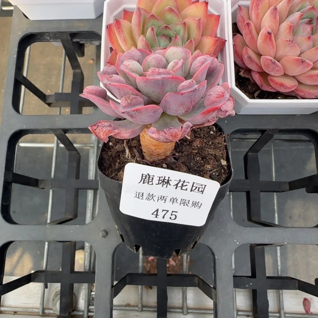 闪购精品多肉475号
