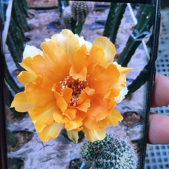 彩 美人鱼/侧芽歪20包邮/