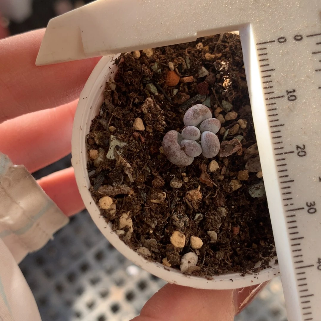 小油煎特别小哈哈哈28包邮