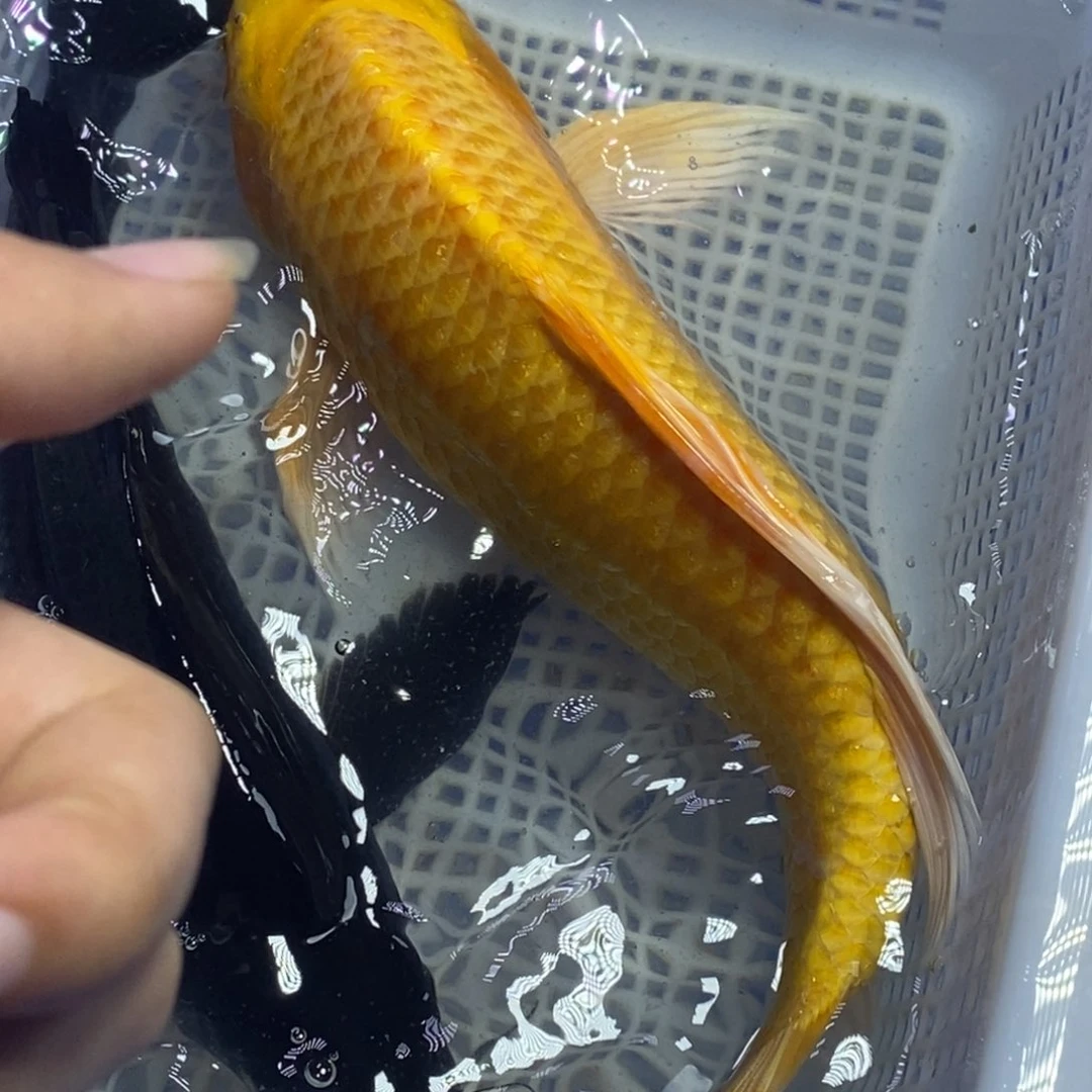 锦鲤冷水锦鲤包邮