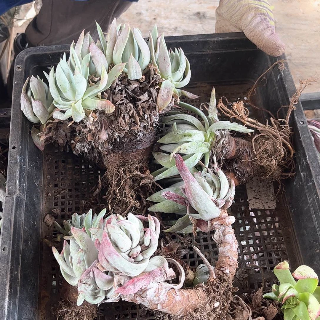 6214狂拍瑕疵多肉