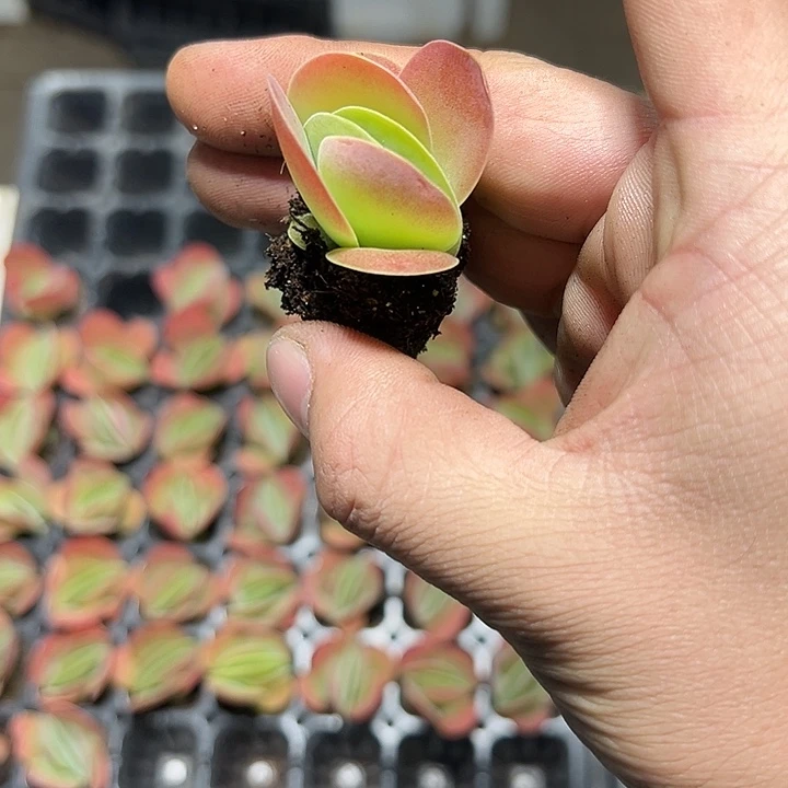 唐印 满10颗包邮