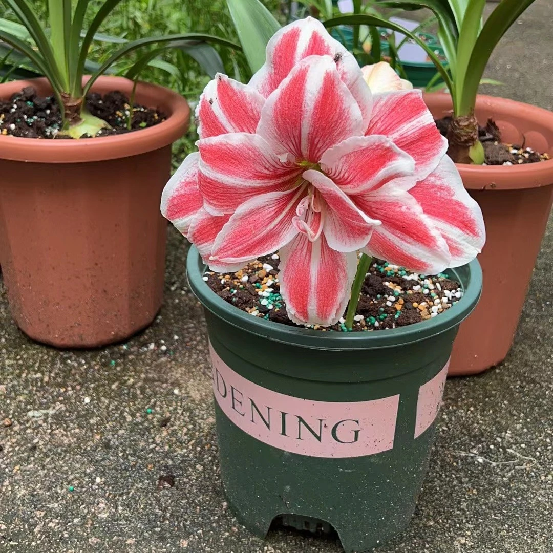 【女王】朱顶红包对版不包养护