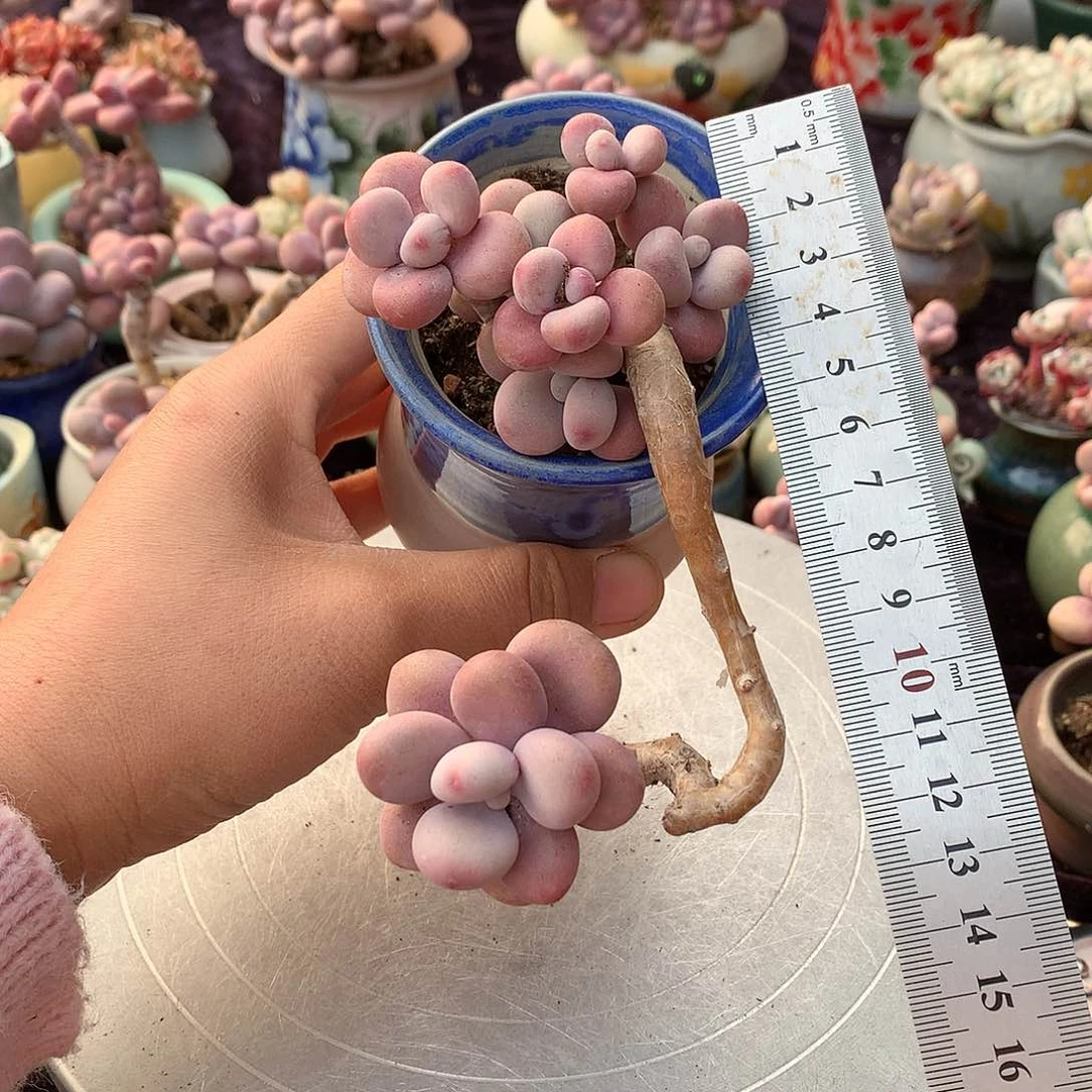 80号不带盆偏远的不包邮的