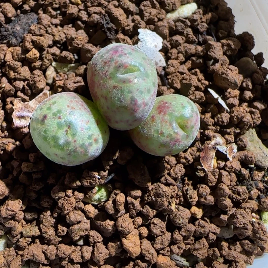 肉锥多肉植物组合-杂交斑马808