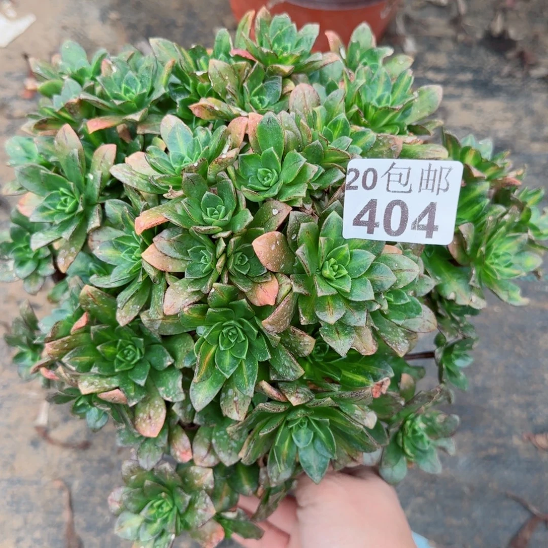 花茶404满20包邮断枝不包