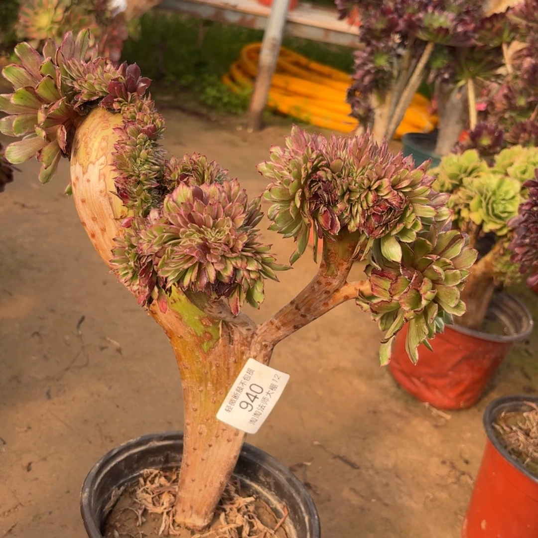 940水墨画缀化多肉植物