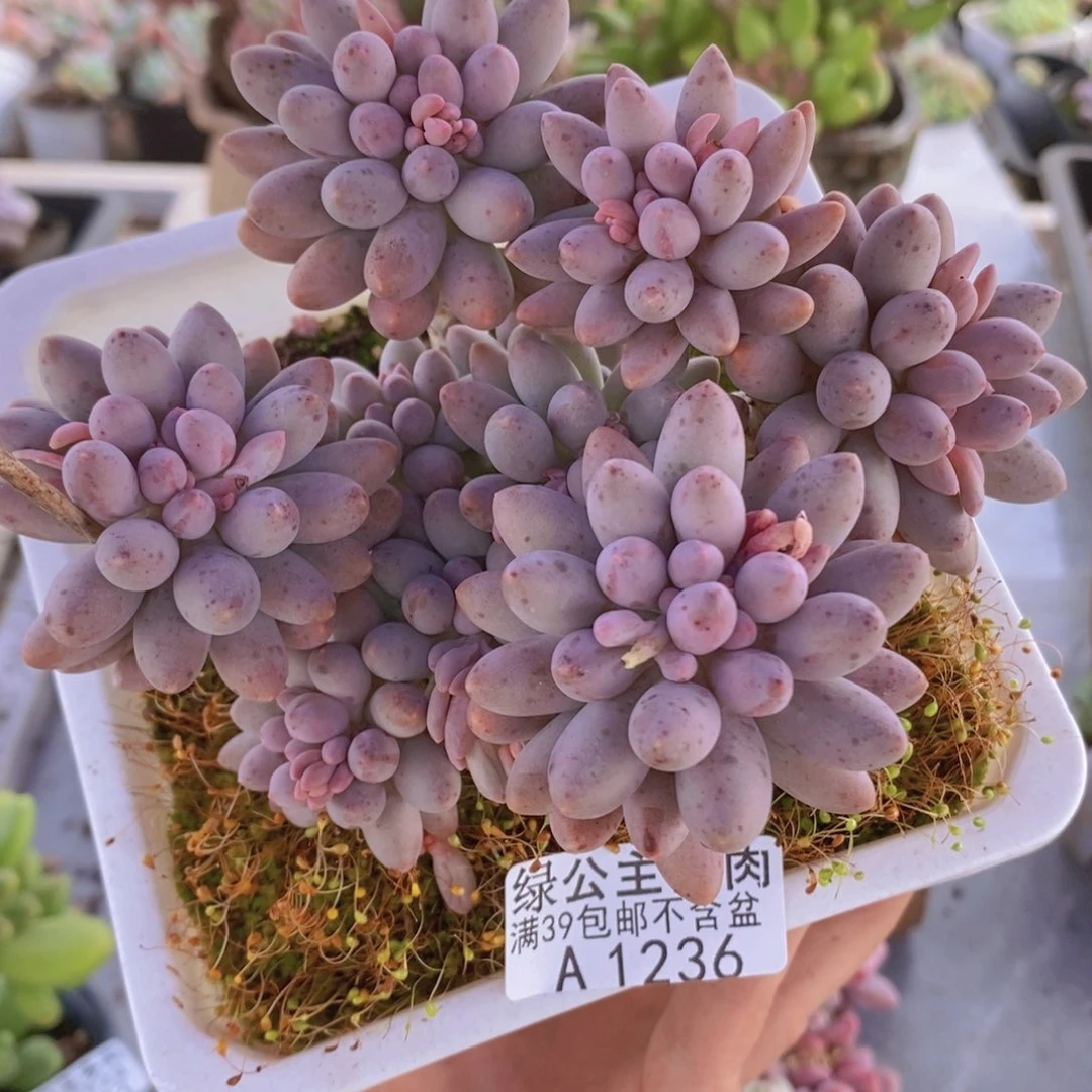 婴儿手指老桩1236多肉植物