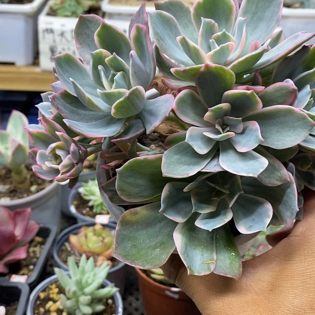 12239 玉凤锦 10 头有砍