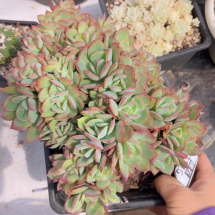 绮罗17146多肉植物