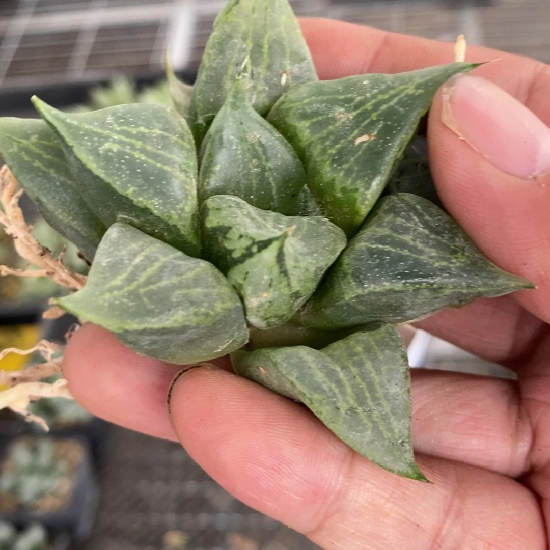 153 一颗小裹般若 超级福利
