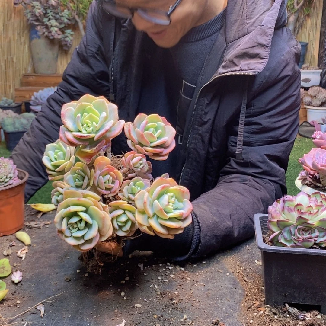 芦****）H295号白月光老桩