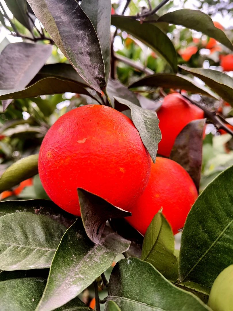 正宗重庆长寿农家血橙新鲜采摘香甜多汁入口化渣孕妇水果