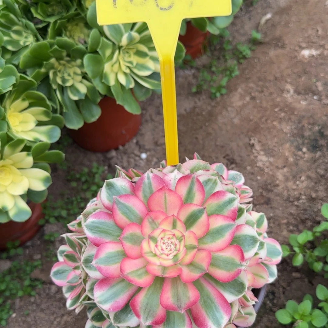 4087---倾城之恋多头