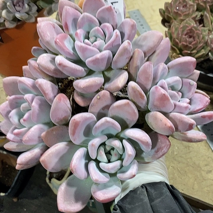 *****小七夕多肉奥普114