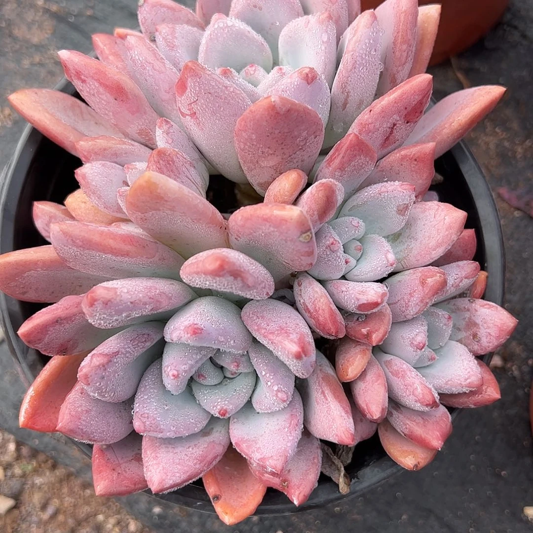 奥普大群，一物一拍