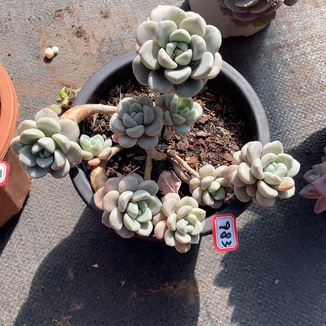 983花瓣露一物一拍多肉