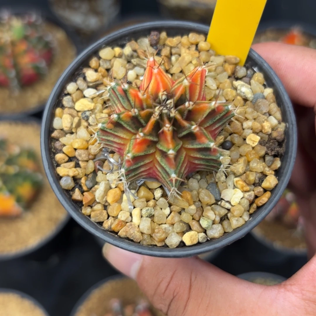 266-1225泰国发货多肉