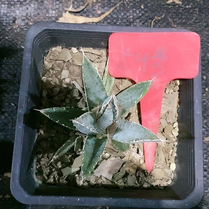 【闪购商品】无花朵龙舌兰帝释天