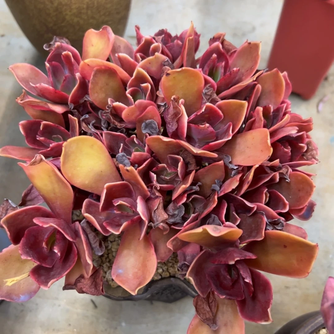 酒杯玫瑰128 零零多肉植物