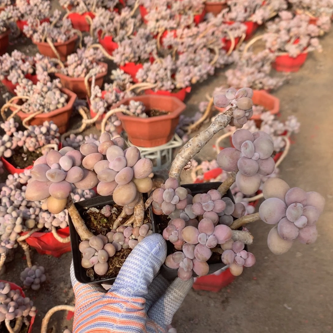 桃蛋老桩有一颗有瑕疵福利14号