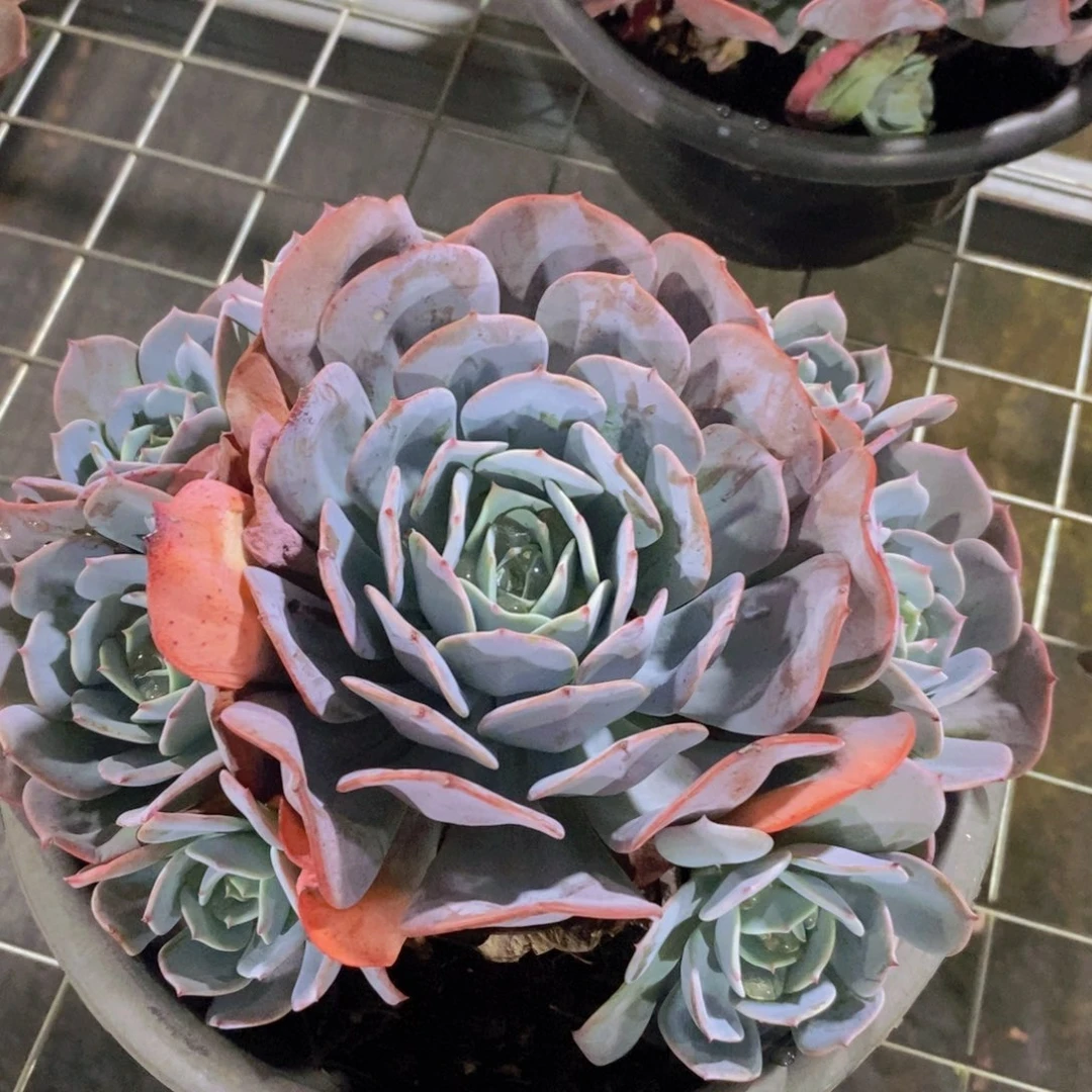 红粉台阁大单头带仔手捧