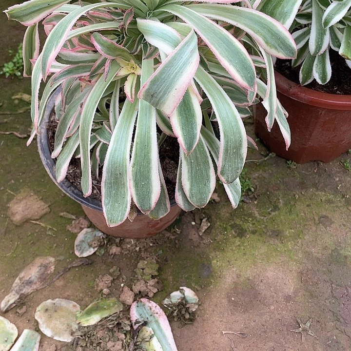 多肉法师多肉法师812 白兰地