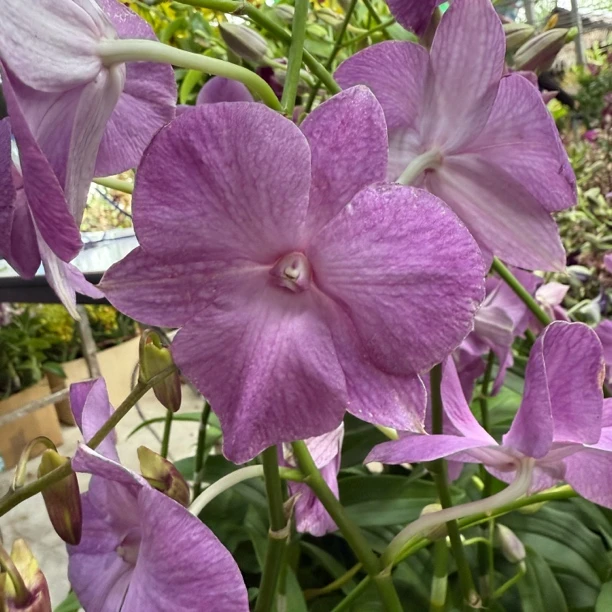 蓝色阴雨三唇 泰秋石斛兰花好养 保苗不保花