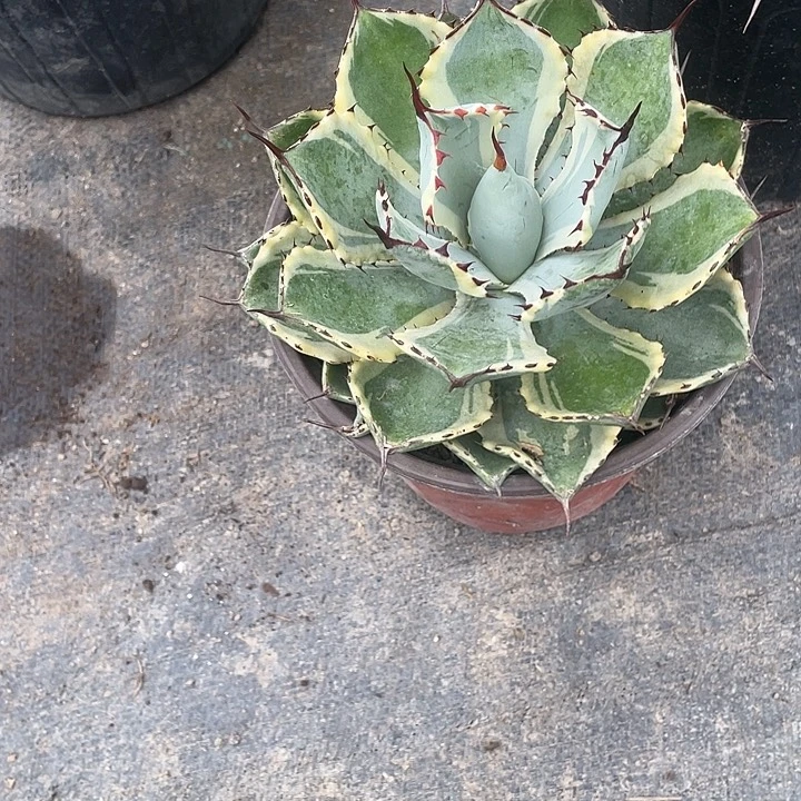 一***无花朵龙舌兰绿色植物