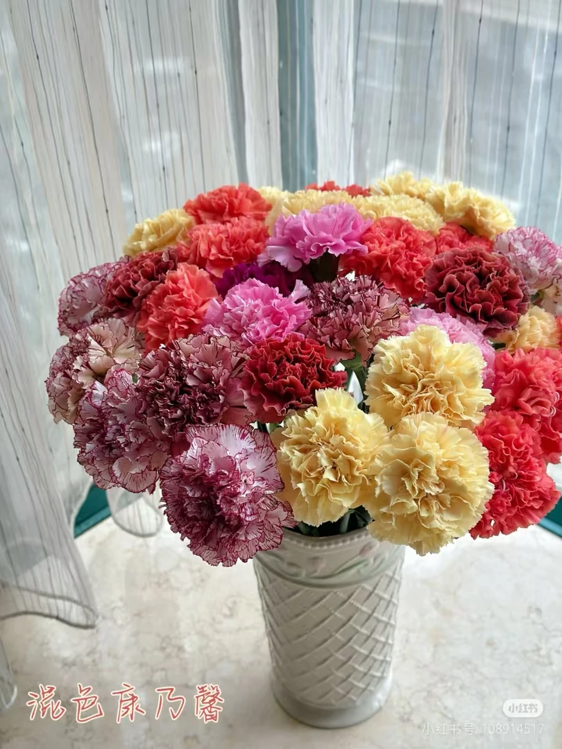 【混色康乃馨】同一地址任意两单送配草一扎